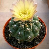 joy-s-garden-tanaman-hias-dan-langka-yang-banyak-peminatnya