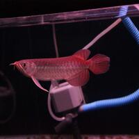 arowana--new-thread----part-1
