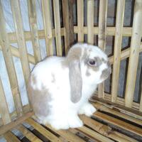 rcc-rabbit-lover---part-2