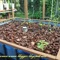 all-about-aquaponic-beautiful-and-delicious