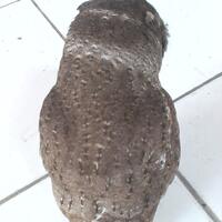 thread-khusus-burung-hantu-owl-kaskus---part-5