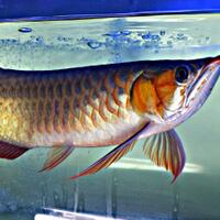 arowana--new-thread----part-1