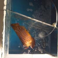 arowana--new-thread----part-1
