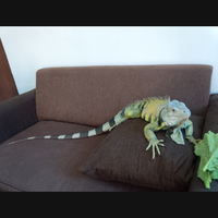 iguana-lovers