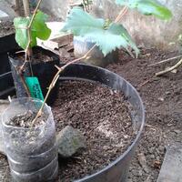 kampung-anggur----part-2