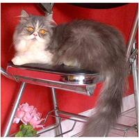 semi-hibah-persia-flatnose