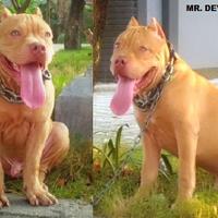 the-american-pitbull-lover039s---part-4