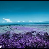 baluran-padang-savana--afrikanya-indonesia