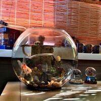 new--freshwater-fish-lounge---part-1