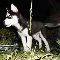 new-siberian-husky-lovers---read-page-1-for-update---part-2