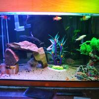 ayo-gan-silaken-posting-aquariumnya-di-sini