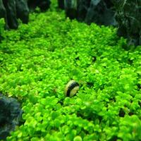 aquascape-for-everyone-learning-and-sharing---part-1