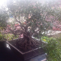 bonsai-kaskus-reborn--forum-sharing--diskusi-seputar-seni-bonsai-indonesia