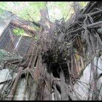 7-pohon-paling-aneh-di-indonesia