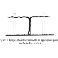 kampung-anggur----part-2