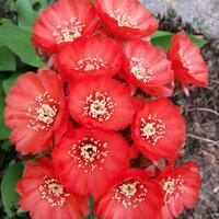 joy-s-garden-tanaman-hias-dan-langka-yang-banyak-peminatnya