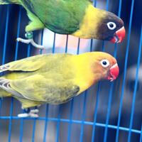 lovebird-lovers