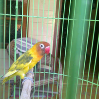 lovebird-lovers