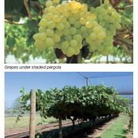 kampung-anggur----part-2