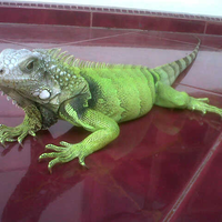 iguana-lovers