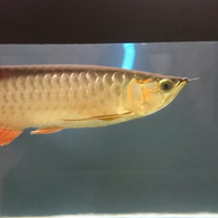 arowana--new-thread----part-1