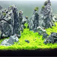 aquascape-for-everyone-learning-and-sharing---part-1