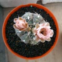 joy-s-garden-tanaman-hias-dan-langka-yang-banyak-peminatnya