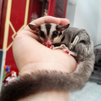 jual-pouch-sugar-glider-impor-lucu-dan-unik