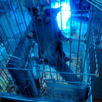 jual-sugar-glider-joey-betina-murah-cikarang-barat-bekasi