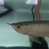 arowana--new-thread----part-1