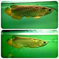 arowana--new-thread----part-1