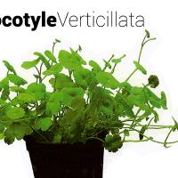 aquascape-for-everyone-learning-and-sharing---part-1