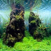 aquascape-for-everyone-learning-and-sharing---part-1