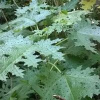 argopuro-via-baderan---bermi--28-mei---02-juni-2014---mungkin-ia-berpesan-agar-ke