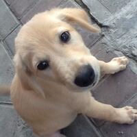 anjing-kampung-mongrel-mix-breed-campuran-silangan-lover039s---part-2