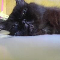 thread-hibah-adopsi-peliharaan-dan-kehilangan---part-3