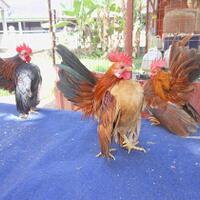 fjb-nya-krp-jual-beli-tanya-barang-jasa-berbagi-ongkir-promosi-info-lowongan-kerja