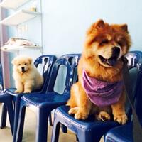 chowchow-lovers