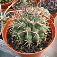 joy-s-garden-tanaman-hias-dan-langka-yang-banyak-peminatnya