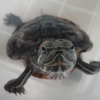 ltgtltgt-new-home-all-about-res-red-ear-slider---kura-brazil-ltgtltgt---part-1