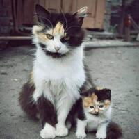 kumpulan-foto-binatang-yang-sedang-bercengkrama-dengan-anaknya