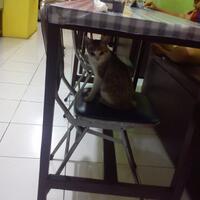 kucing-lokal-domestik-kampung