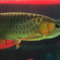 arowana--new-thread----part-1