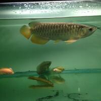 arowana--new-thread----part-1