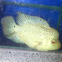 nubi-ijin-share-poto-flowerhorn-aka-louhan-ane-yaapenggemar-louhan-masuupppp