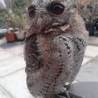 thread-khusus-burung-hantu-owl-kaskus---part-5