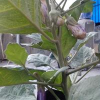 vegetable-lovers---official-thread---part-3