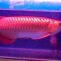 arowana--new-thread----part-1