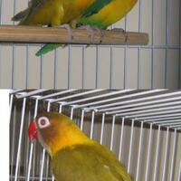 lovebird-lovers