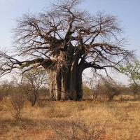 jika-ane-pohon-african-baobab